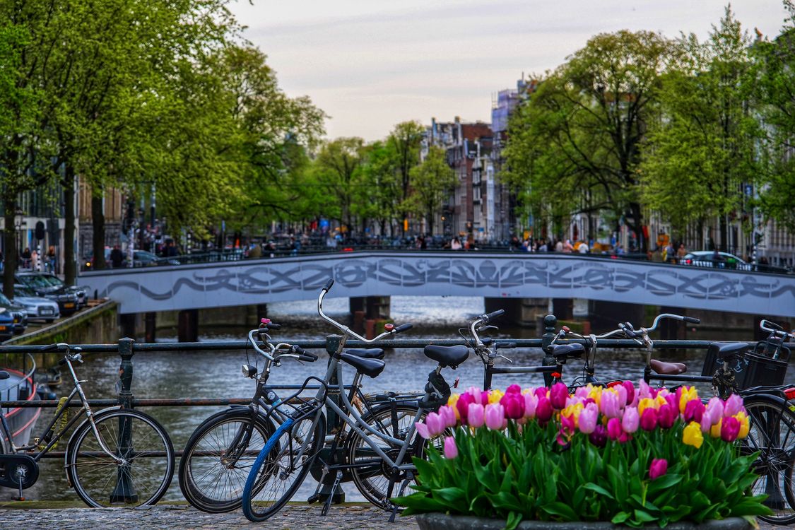 Certified Translations For Moving To The Netherlands