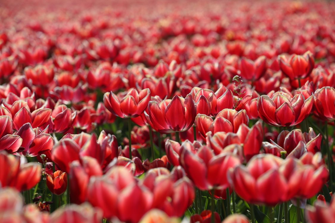 Exportar Flores Y Hortalizas A Los Países Bajos