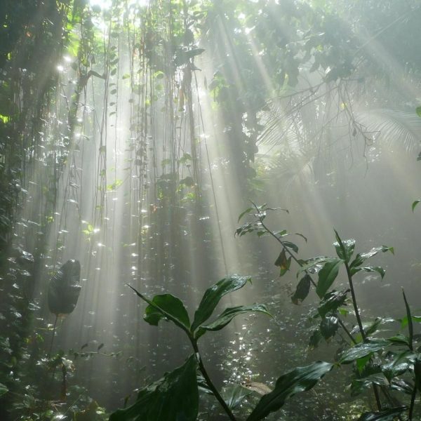Types, Importance and Examples of Ecology?