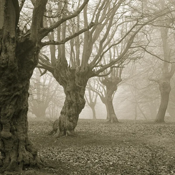 Haunted stories collection.