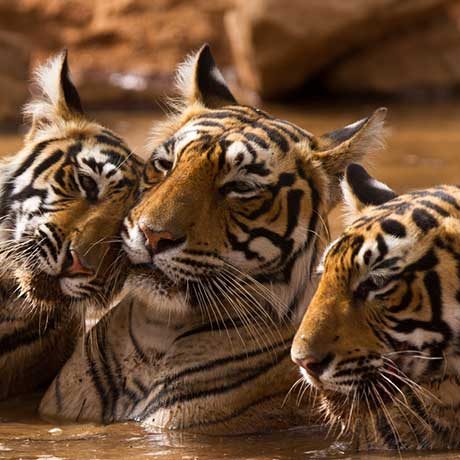 India Wildlife Ecosystem Challenges