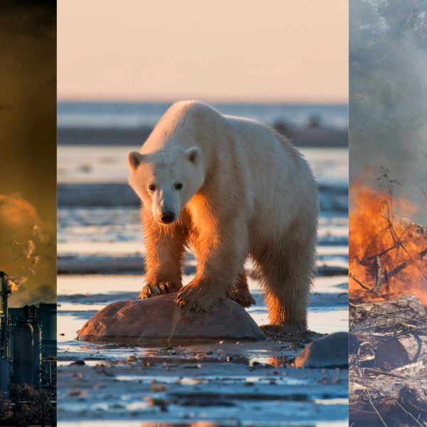 Global Warming Causes, Effects, Solutions