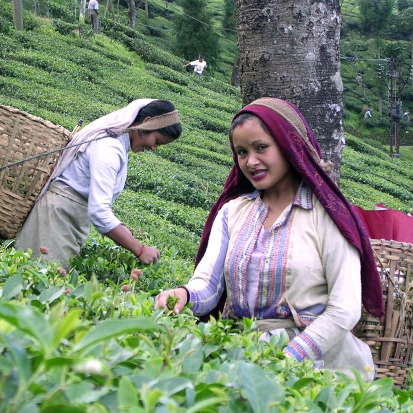 Tea business in India