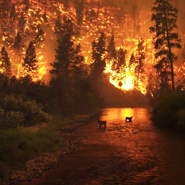 Climate change, caused by the buildup of greenhouse gases in the atmosphere, has become a major concern for people around the world