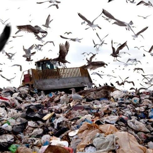 The Urgent Need to Address Environmental Issues: Examining Climate Change, Deforestation, and Water Pollution