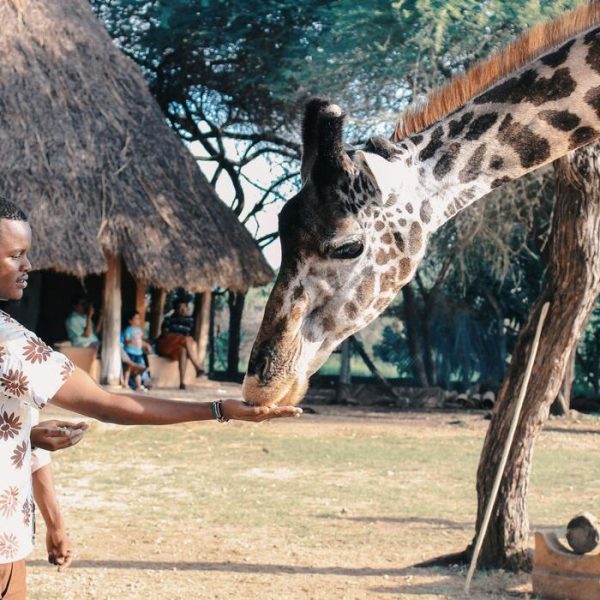 Unforgettable Safari Adventures in Africa: What You Need to Know Before You Go