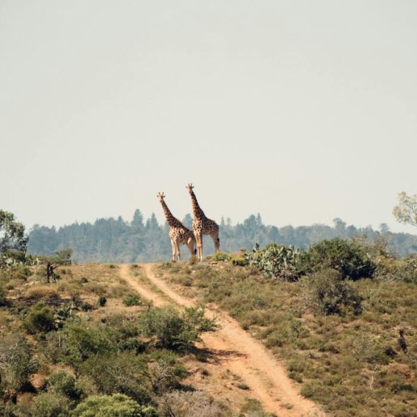 A Journey Through South Africa’s National Parks