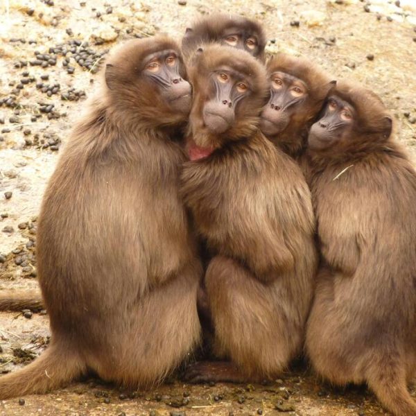 From Policy to Action: How Animal Protection Works Today