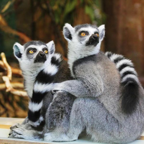 Cosa Dovresti Sapere sul Benessere Animale. Fatti, Azioni, Impatto