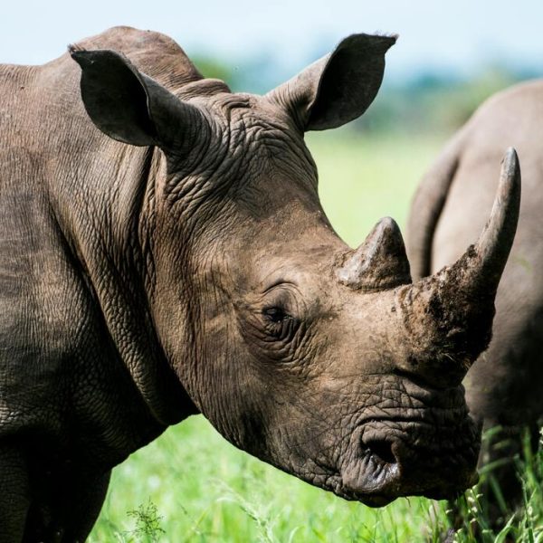 How Modern Animal Protection Operates: Insights from Science and Policy