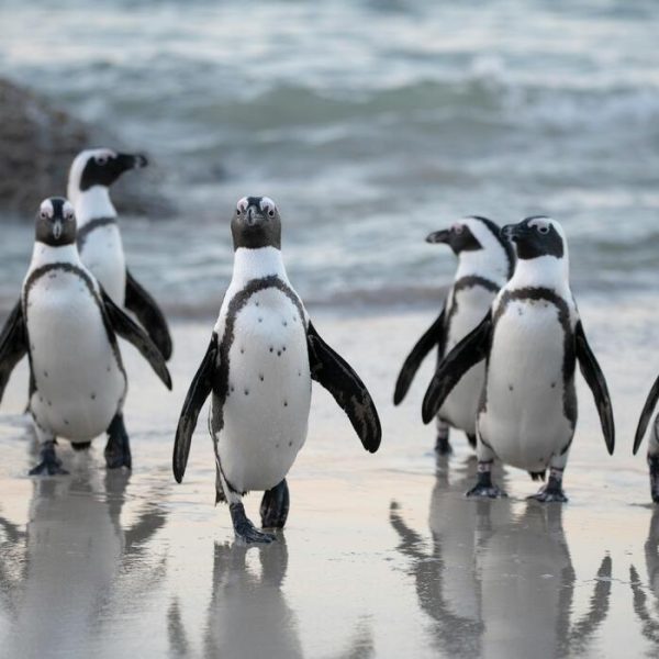 Rethinking Animal Protection: Strategies, Challenges, and Global Trends