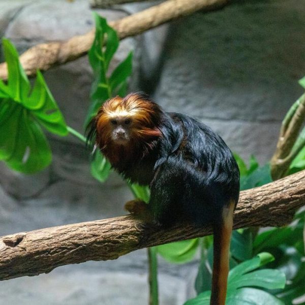 Discover the Secret Lives of Wild Animals