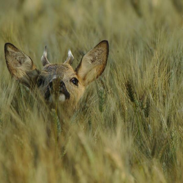Warum Tiere Fühlen Wie Wir
