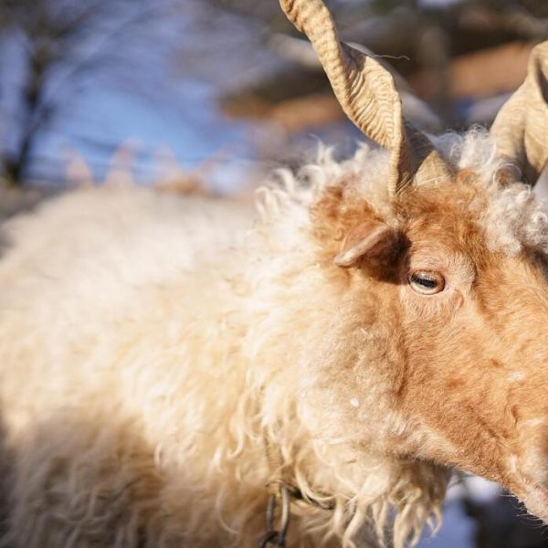 Quand les Animaux Nous Parlent Sans Mots