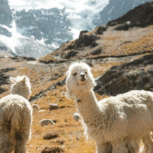 Dagli Animali Domestici alla Fauna Selvatica, Storie che Emozionano