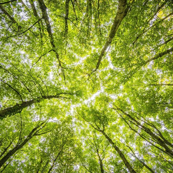 Rethinking Global Environmental Systems
