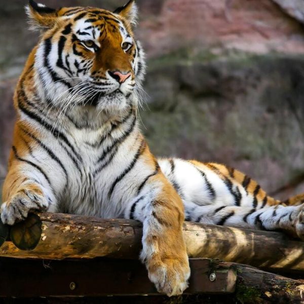 How Medical Translation Informs Wildlife and Climate Action