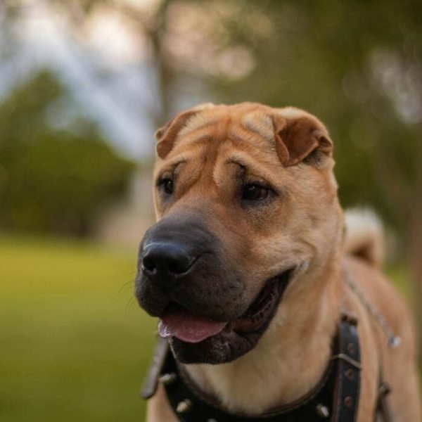 How Everyday Choices Can Save Animals’ Lives