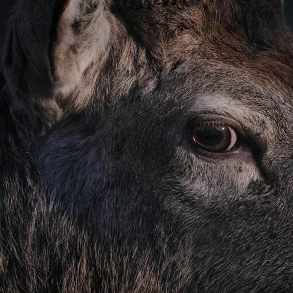 How Editing and Proofreading Improve Animal Protection Policies