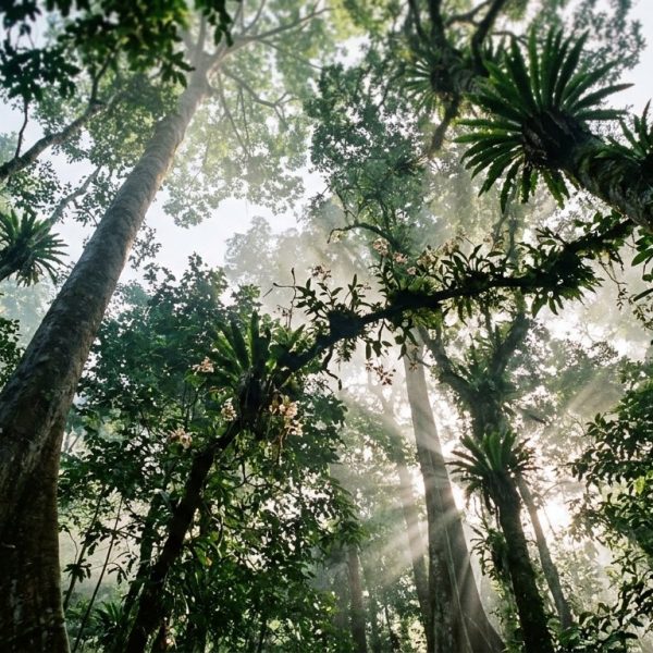 Rainforest Plants and the Quiet Work They Do for Orangutans