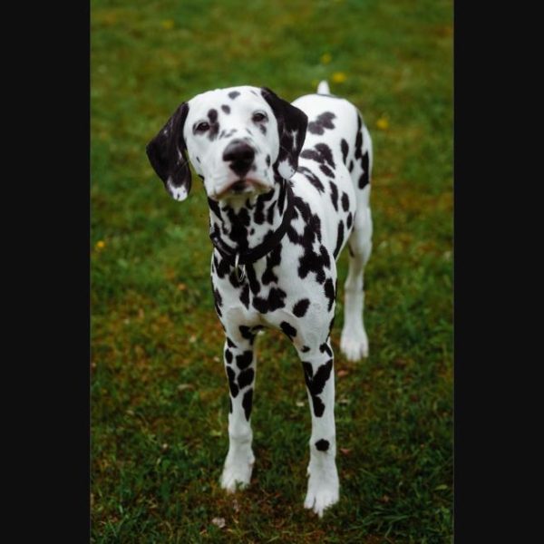 How Do Show Dogs Cross Borders With Clean Paperwork