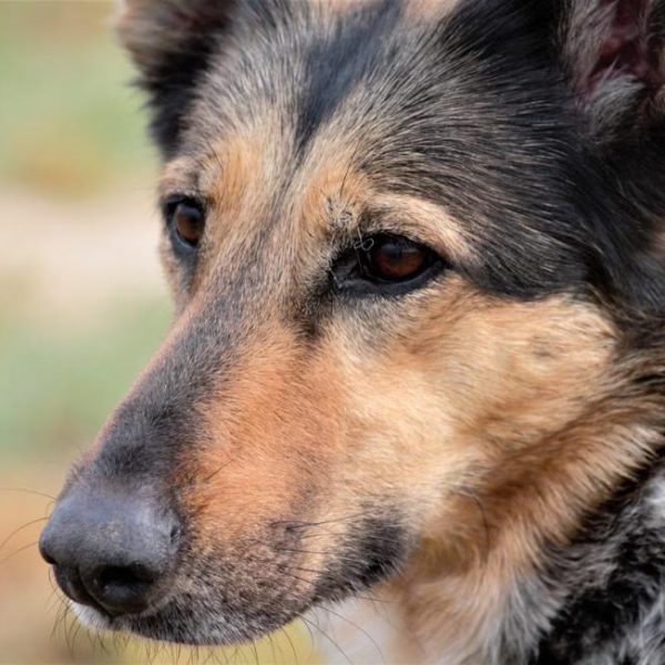 Come I Cani Da Esposizione Attraversano La Frontiera