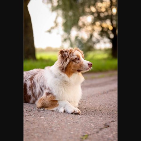 Como Los Perros De Exposicion Cruzan La Frontera