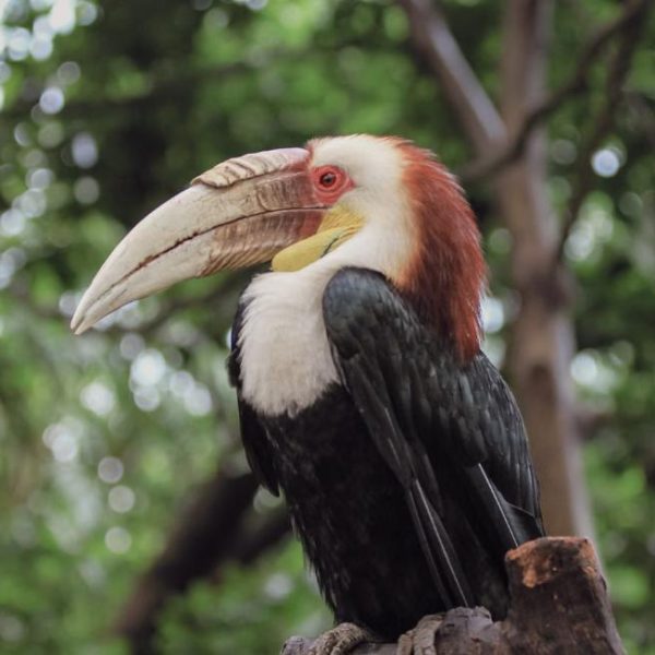 How Do Wildlife Teams Coordinate Across Borders