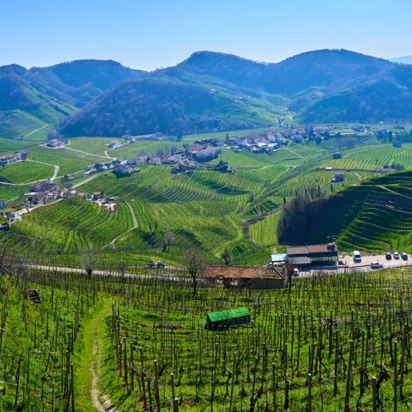 Traduzione Italiano Serbo Per Il Turismo Del Vino
