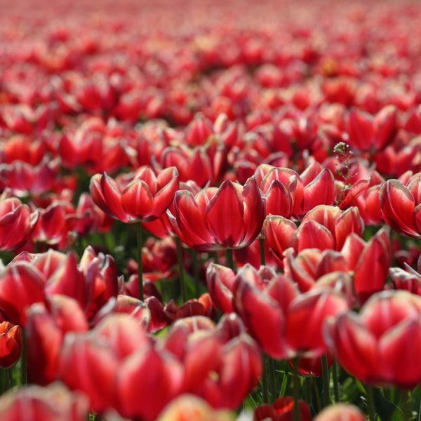 Exportar Flores Y Hortalizas A Los Países Bajos