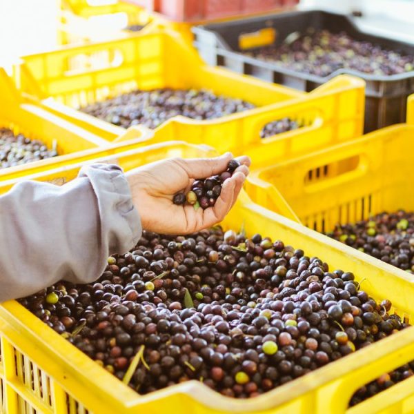 Etiquetas de Productos Agrícolas para Exportar