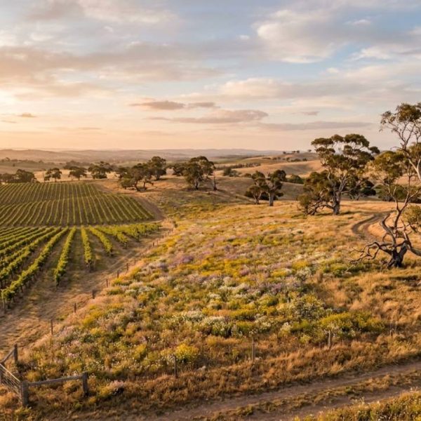 Why Biodiversity Matters on Working Farmland and Vineyards