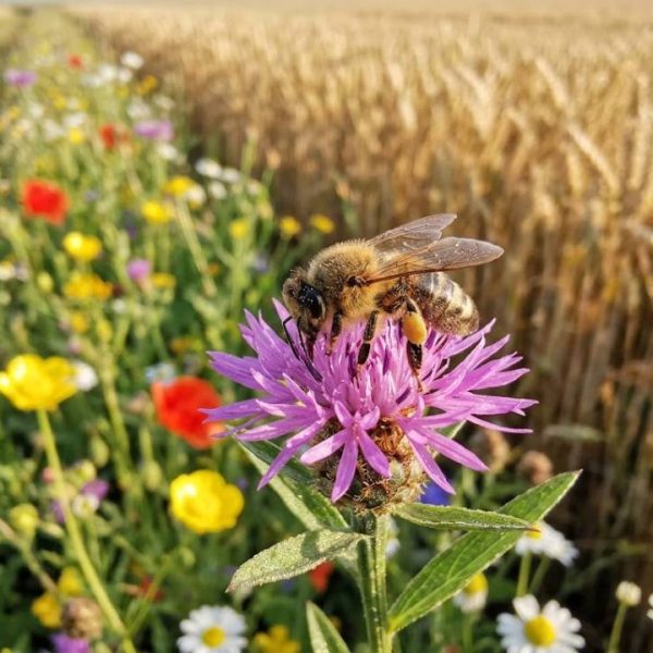 Wildbienen und Bestäuber, was Äcker wirklich brauchen