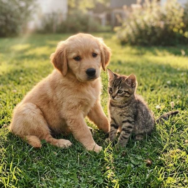 Pets and Wildlife Lessons We Can Learn in Just One Day