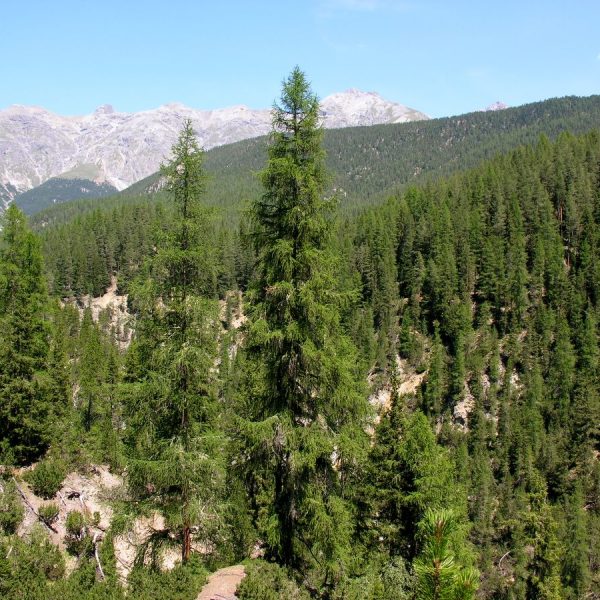 Seeing the forest for the trees
